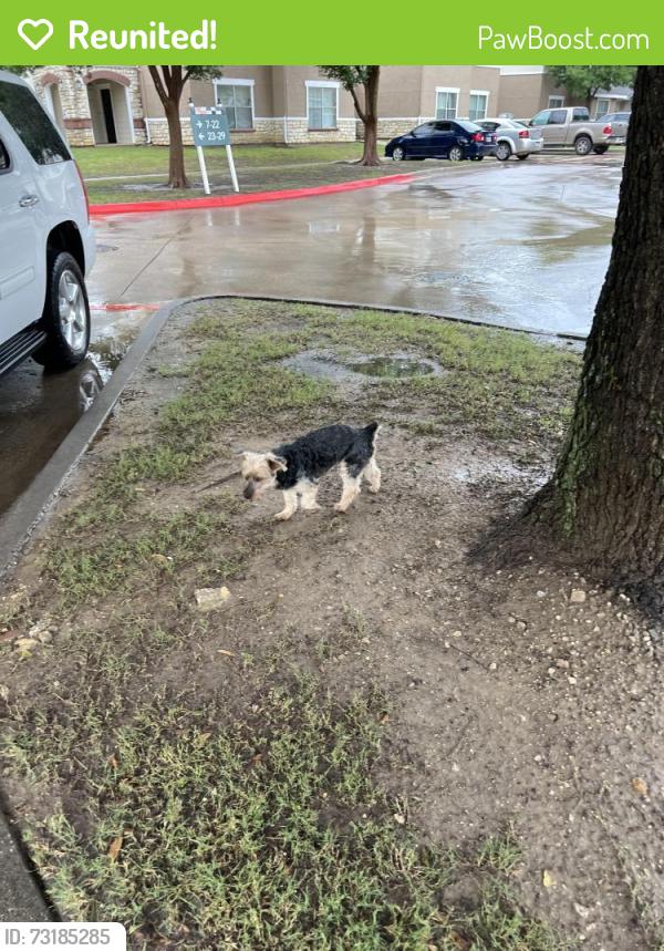 Reunited Male Dog last seen Artiga apts near mailboxes, Dallas, TX 75227