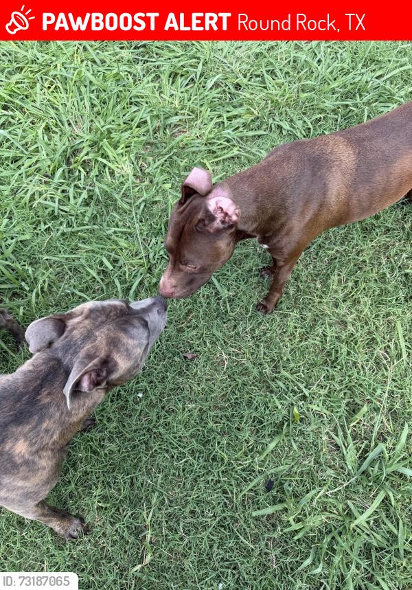 Lost Female Dog last seen Meadow lake park, Round Rock, TX 78665