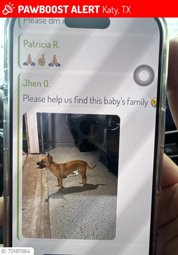 Lost Female Dog last seen Fry, Katy, TX 77449