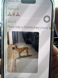 Lost Female Dog last seen Fry, Katy, TX 77449