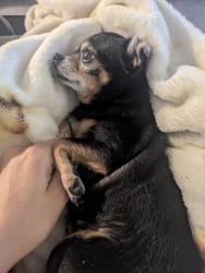 Reunited Female Dog last seen Folklore, Sacramento, CA 95827