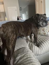 Reunited Female Dog last seen Near police station on Pactolus Hwy, Greenville, NC 27834