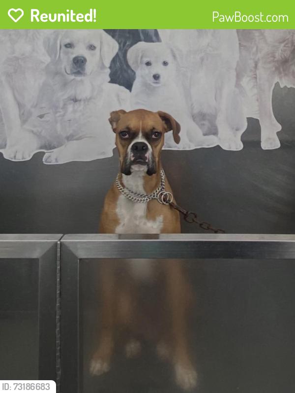 Reunited Male Dog last seen Beach, Atlanta, Huntington Beach, CA 92648
