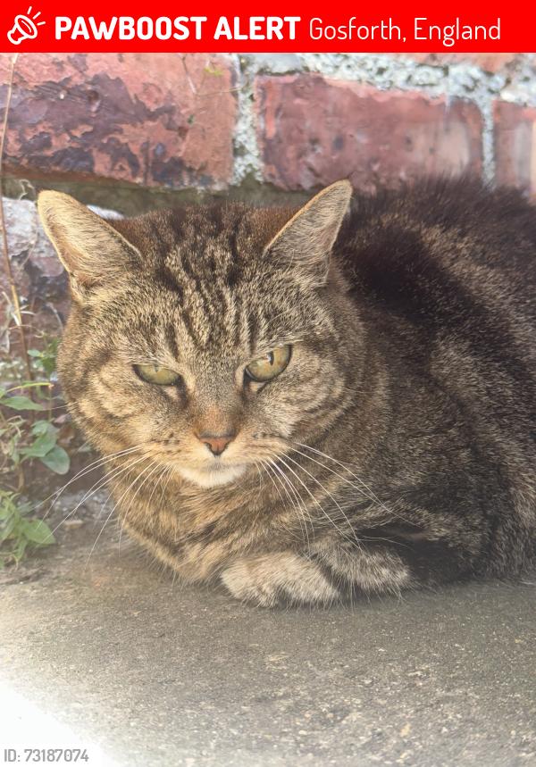 Lost Female Cat last seen Gosforth, Gosforth, England 