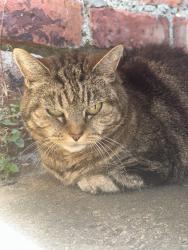 Lost Female Cat last seen Gosforth, Gosforth, England 