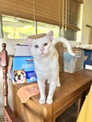 Found/Stray Male Cat last seen Ardmore Avenue, Bellflower, CA 90706