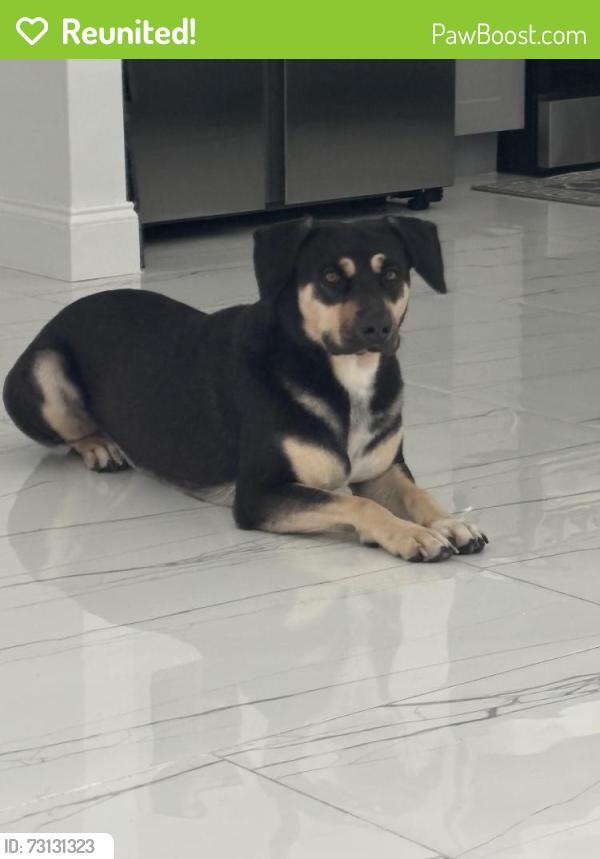 Reunited Male Dog last seen Near 24 st w Lehigh , fl 33971, Lehigh Acres, FL 33971
