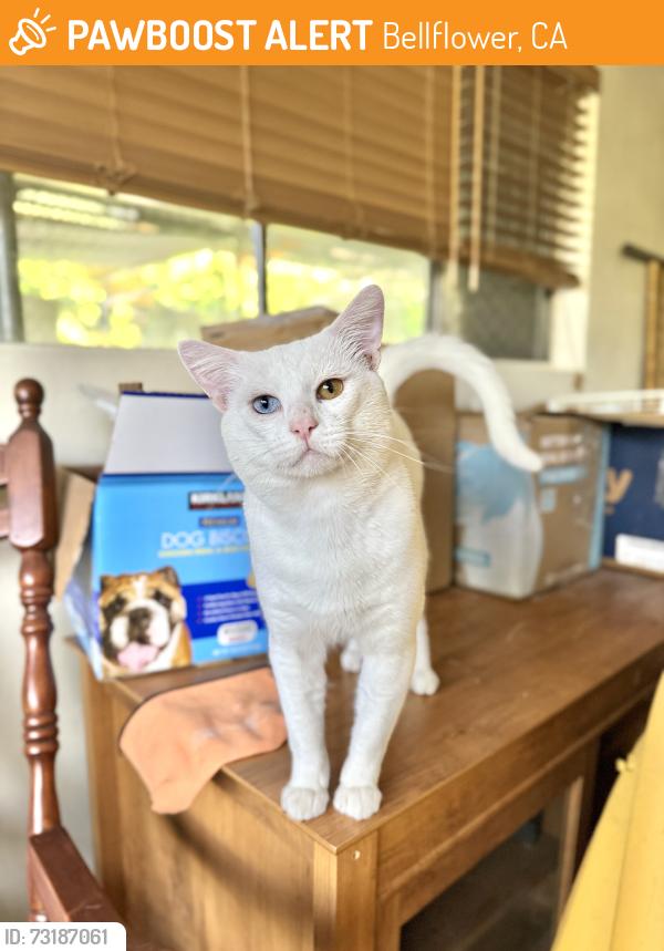 Found/Stray Male Cat last seen Ardmore Avenue, Bellflower, CA 90706