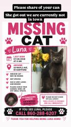 Reunited Female Cat last seen Mapleton St, Hartford, CT 06112