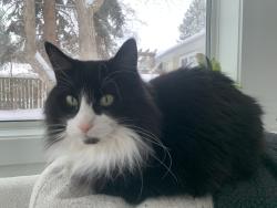 Lost Male Cat last seen Forest Drive, St. Albert, AB 