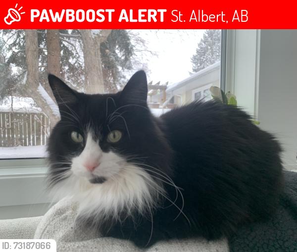 Lost Male Cat last seen Forest Drive, St. Albert, AB 