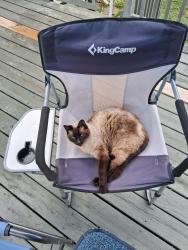 Lost Male Cat last seen Near Kerr Road, Summer Road, and possibly near Sugarloaf mountain road or Lamb mountain road, Henderson County, NC 28792