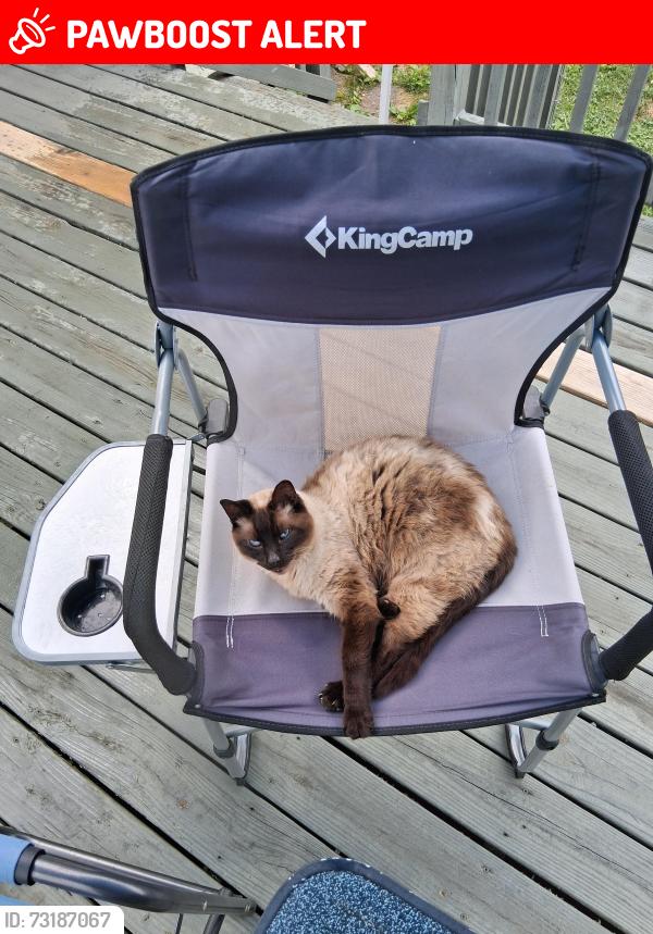 Lost Male Cat last seen Near Kerr Road, Summer Road, and possibly near Sugarloaf mountain road or Lamb mountain road, Henderson County, NC 28792