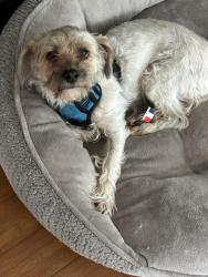 Reunited Male Dog last seen Terra Point. Cypress Point Lake State Neighborhood, Houston, TX 77429