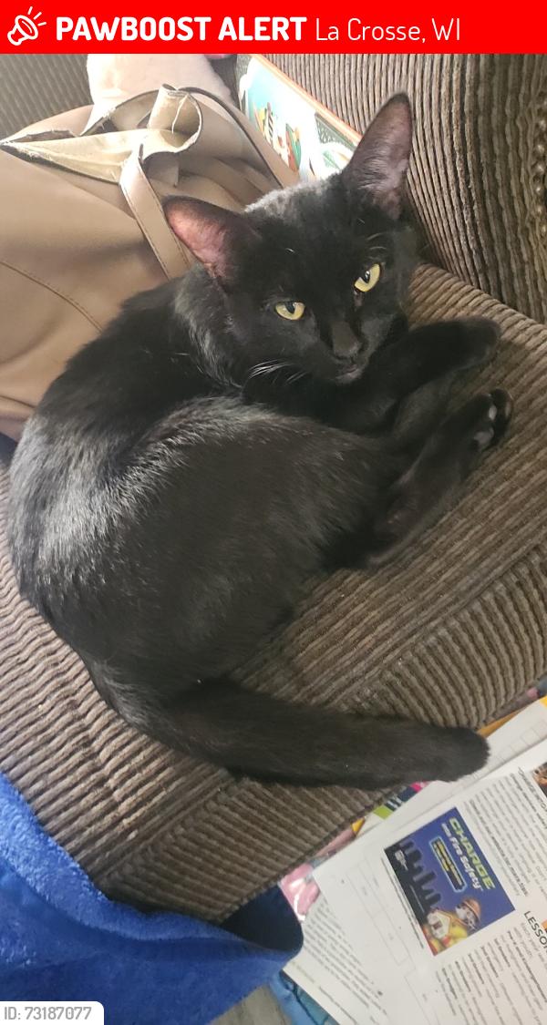 Lost Female Cat last seen County rd mm, La Crosse, WI 54601