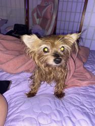 Reunited Female Dog last seen Pine Street, St. Cloud, FL 34769