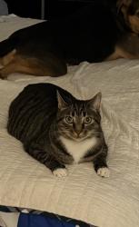 Reunited Male Cat last seen Near 20th St N, Arlington, VA 22205, USA, Arlington, VA 22205