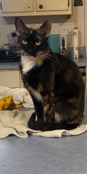 Lost Female Cat last seen Longview rd, Mobile, AL 36613