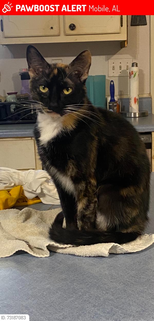 Lost Female Cat last seen Longview rd, Mobile, AL 36613