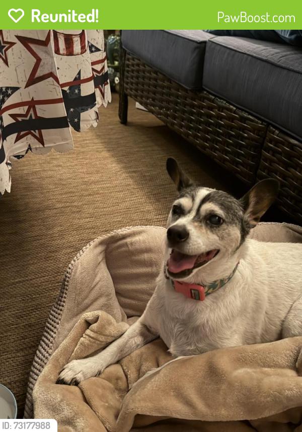 Reunited Male Dog last seen Newport county club, Menifee, CA 92584