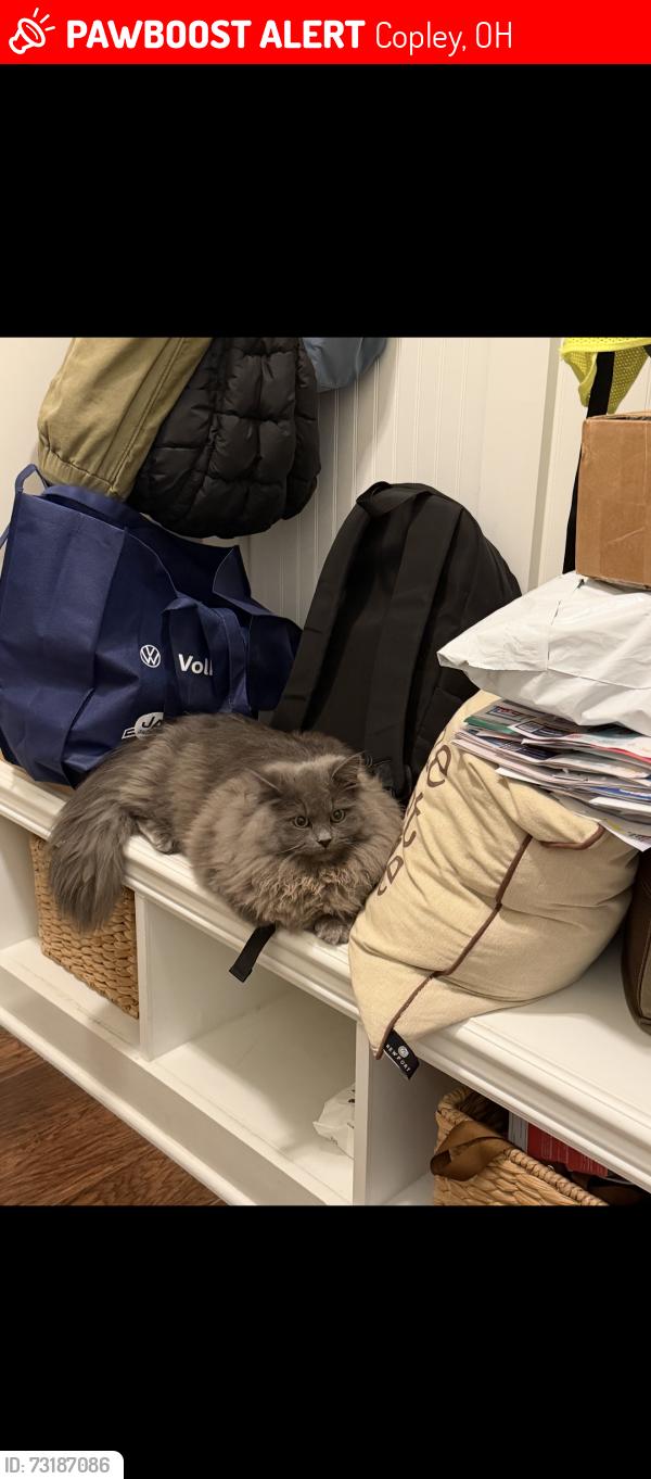 Lost Female Cat last seen Route 18, Copley, OH 44321