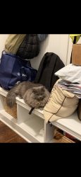 Lost Female Cat last seen Route 18, Copley, OH 44321