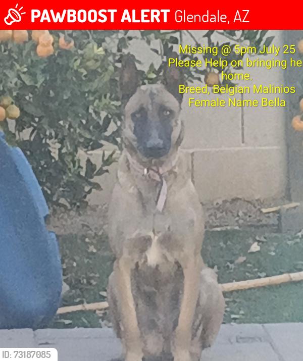 Lost Female Dog last seen Near ave and Camelback, Glendale, AZ 85307