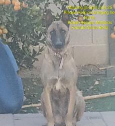 Lost Female Dog last seen Near ave and Camelback, Glendale, AZ 85307
