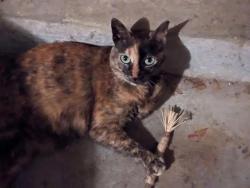 Reunited Female Cat last seen Gilbert Rd and Maple St, Fayetteville, GA 30214