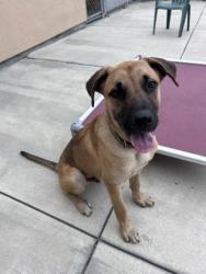 Shelter Stray Male Dog last seen in foster playyard at OAS, Oakland, CA, 1101 29th Ave, Oakland, CA 94601, USA