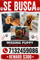 Reunited Male Dog last seen Near Briar Cove Cir, Richmond, TX 77469, Richmond, TX 77469