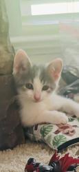 Shelter Stray Female Cat last seen Near S Loudon Ave, 21229, MD, 2490 Giles Rd, Baltimore, MD 21225, USA