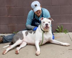 Shelter Stray Female Dog last seen Near Platina Park Court Decatur GA 30034, 30034, GA, 3280 Chamblee Dunwoody Rd, Chamblee, GA 30341, USA