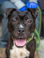 Shelter Stray Female Dog last seen Near Natchez Trail Conley, 30288, 30288, GA, 3280 Chamblee Dunwoody Rd, Chamblee, GA 30341, USA