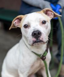 Shelter Stray Male Dog last seen Near Flatshoals Parkway Bldg 16, 30034, GA, 3280 Chamblee Dunwoody Rd, Chamblee, GA 30341, USA