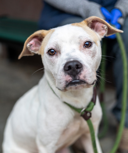 Shelter Stray Male Dog last seen Near Flatshoals Parkway Bldg 16, 30034, GA, 3280 Chamblee Dunwoody Rd, Chamblee, GA 30341, USA