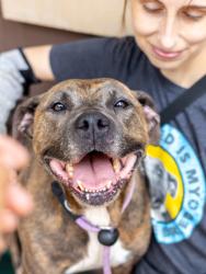 Shelter Stray Female Dog last seen Near Charter Way Lithonia, GA 30058, 30058, GA, 3280 Chamblee Dunwoody Rd, Chamblee, GA 30341, USA
