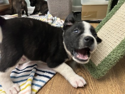 Shelter Stray Male Dog last seen Near Linwood Dr, 64128, MO, 7077 Elmwood Ave, Kansas City, MO 64132, USA