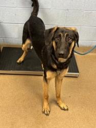 Shelter Stray Male Dog last seen Near Buford Hwy NE, Atlanta, GA 30329, 30329, GA, 3280 Chamblee Dunwoody Rd, Chamblee, GA 30341, USA