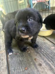 Shelter Stray Male Dog last seen Near Linwood Dr, 64128, MO, 7077 Elmwood Ave, Kansas City, MO 64132, USA