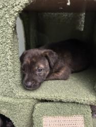 Shelter Stray Male Dog last seen Near Linwood Dr, 64128, MO, 7077 Elmwood Ave, Kansas City, MO 64132, USA