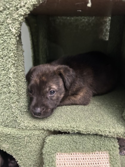 Shelter Stray Male Dog last seen Near Linwood Dr, 64128, MO, 7077 Elmwood Ave, Kansas City, MO 64132, USA