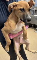 Shelter Stray Male Dog last seen Decatur 30035, 30035, GA, 3280 Chamblee Dunwoody Rd, Chamblee, GA 30341, USA