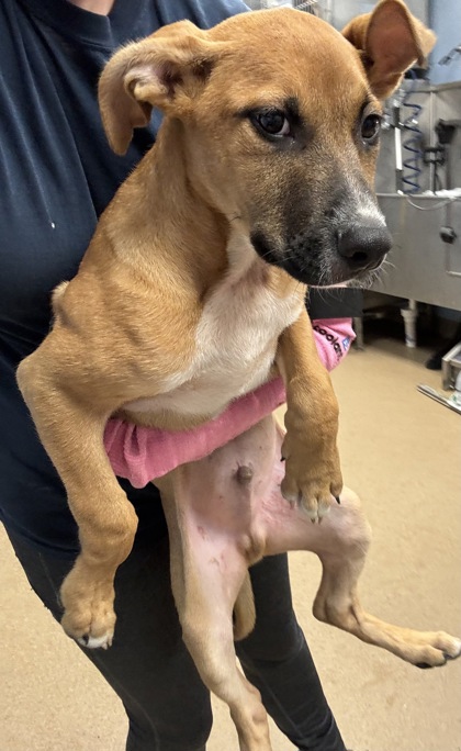 Shelter Stray Male Dog last seen Decatur 30035, 30035, GA, 3280 Chamblee Dunwoody Rd, Chamblee, GA 30341, USA