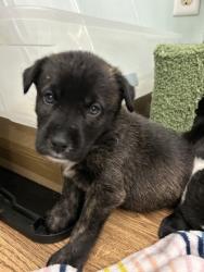 Shelter Stray Male Dog last seen Near Linwood Dr, 64128, MO, 7077 Elmwood Ave, Kansas City, MO 64132, USA