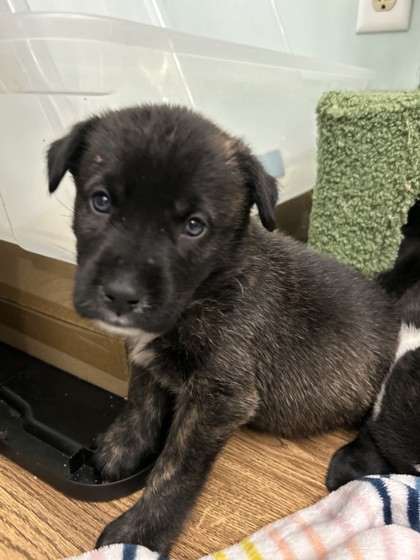 Shelter Stray Male Dog last seen Near Linwood Dr, 64128, MO, 7077 Elmwood Ave, Kansas City, MO 64132, USA