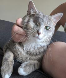 Shelter Stray Male Cat last seen Near Palmer Rd Lithonia, 30058, 30058, GA, 3280 Chamblee Dunwoody Rd, Chamblee, GA 30341, USA
