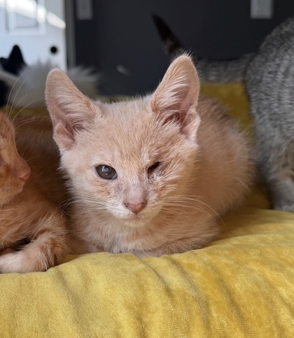 Shelter Stray Male Cat last seen Near Elaine Drive Decatur, GA 30035, 30035, GA, 3280 Chamblee Dunwoody Rd, Chamblee, GA 30341, USA