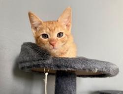 Shelter Stray Female Cat last seen Near Elaine Drive Decatur, GA 30035, 30035, GA, 3280 Chamblee Dunwoody Rd, Chamblee, GA 30341, USA