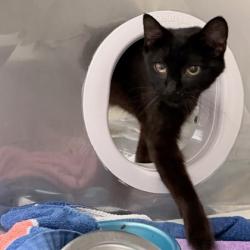 Shelter Stray Female Cat last seen Kickaboo Road, Waunakee, Village of, WI, 5132 Voges Rd, Madison, WI 53718, USA
